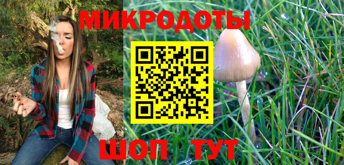 Псилоцибиновые грибы Psilocybe Знаменск
